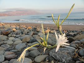 Livadia Beach, Kissamos, Kreta, Crete