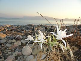 Livadia Beach, Kissamos, Kreta, Crete