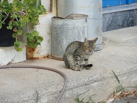 Stavrochori, Stavrohori, Crete, Kreta