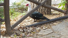 Fodele, Crete, Kreta