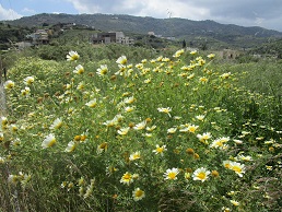 Agia Pelagia, Crete, Kreta