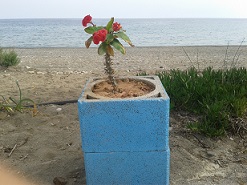 Stratos Restaurant, Kalamokanias beach - Analipsi, Makrigialos, Lasithi, Crete, Kreta