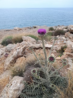 Psalidia beach, Makrigialos, Kreta, Crete