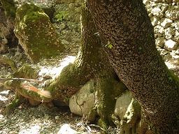 Rhodes Valley of the butterflies, Rhodos vlindervallei