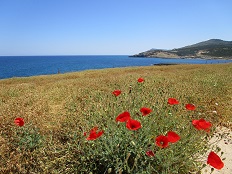 Palamari, Skyros