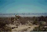 Mojave windmills