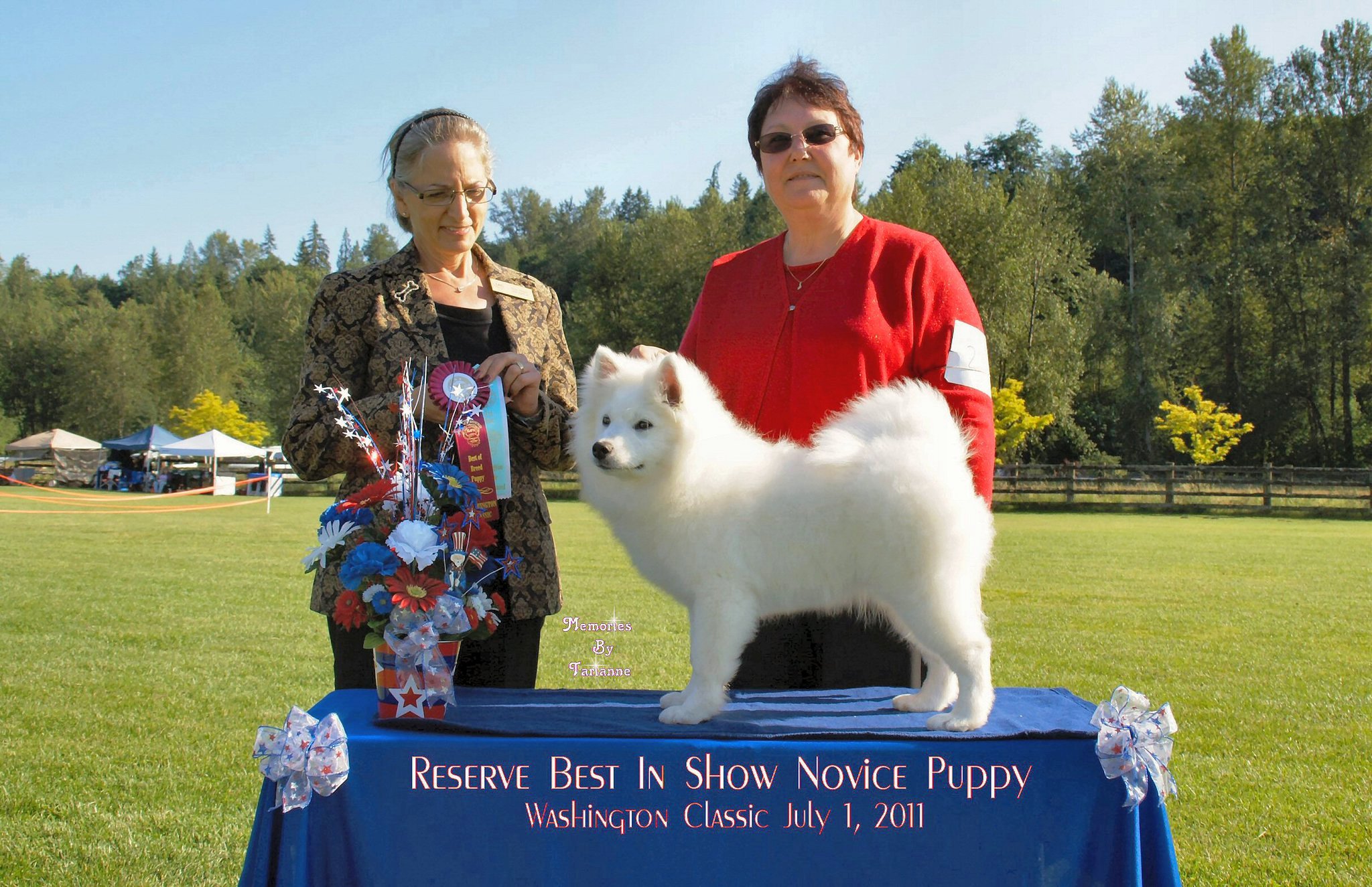 Reserve Best In Show Novice Puppy