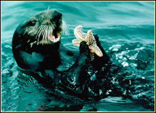 FRIENDS OF THE SEA OTTER